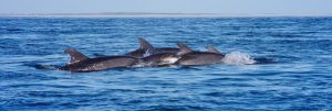 Mammifères marins de nos côtes ©Océanopolis