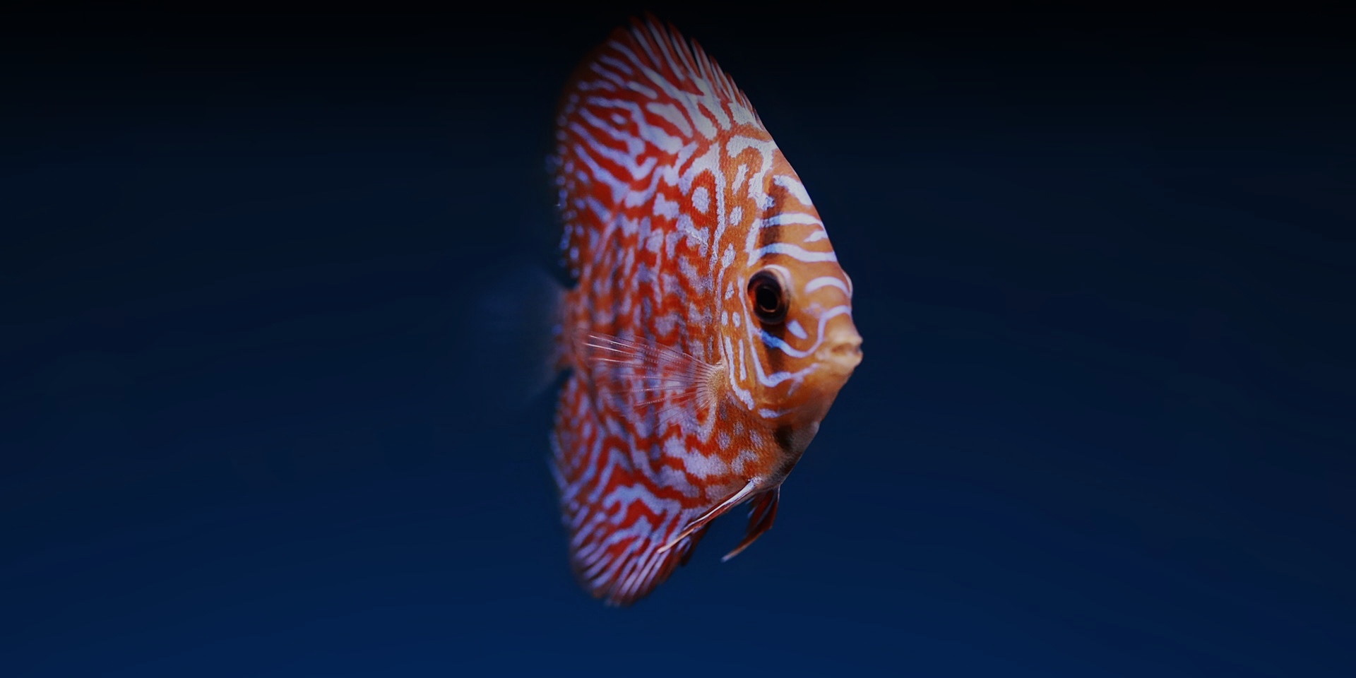 Poisson tropical orange et blanc