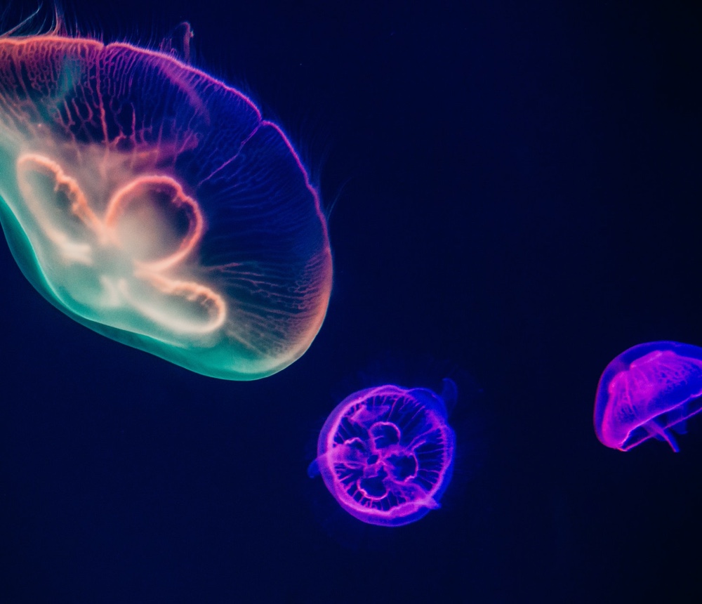 Trois méduses de l'aquarium d'Oceanopolis