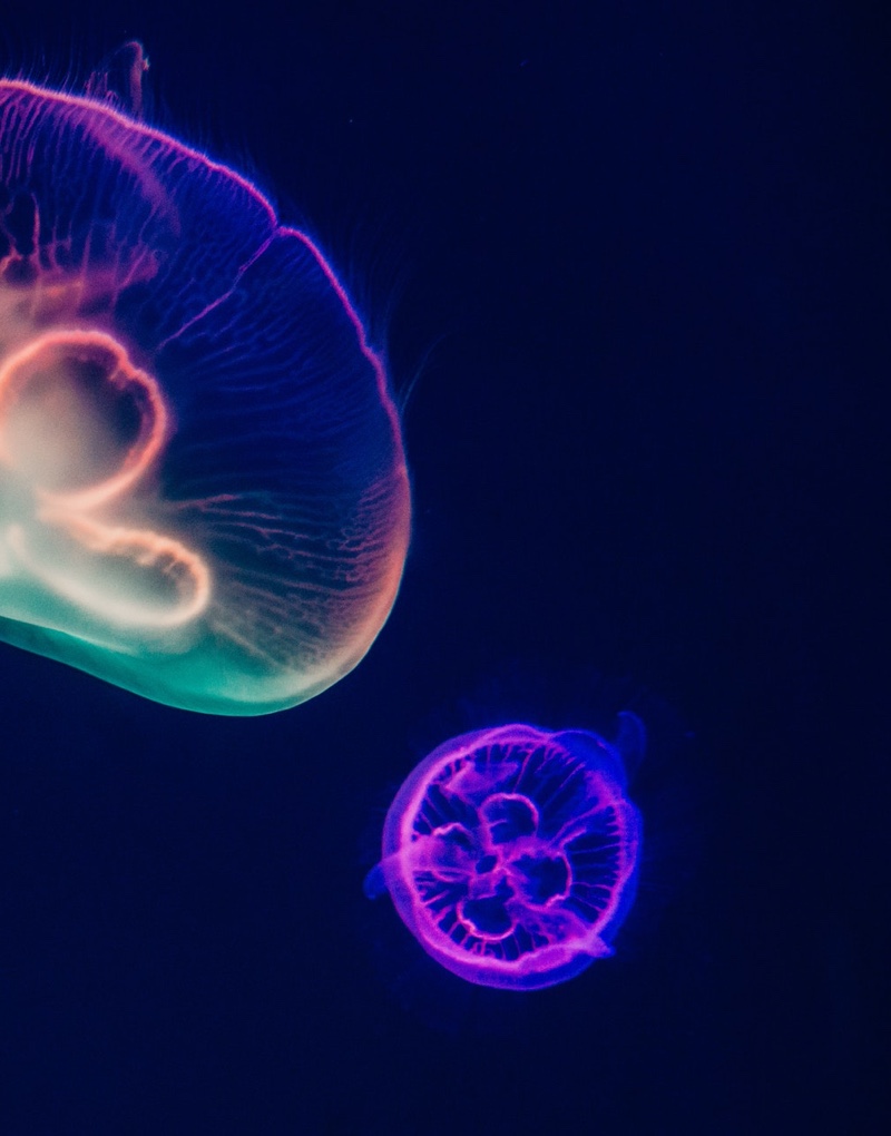 Deux méduses de l'aquarium d'Oceanopolis