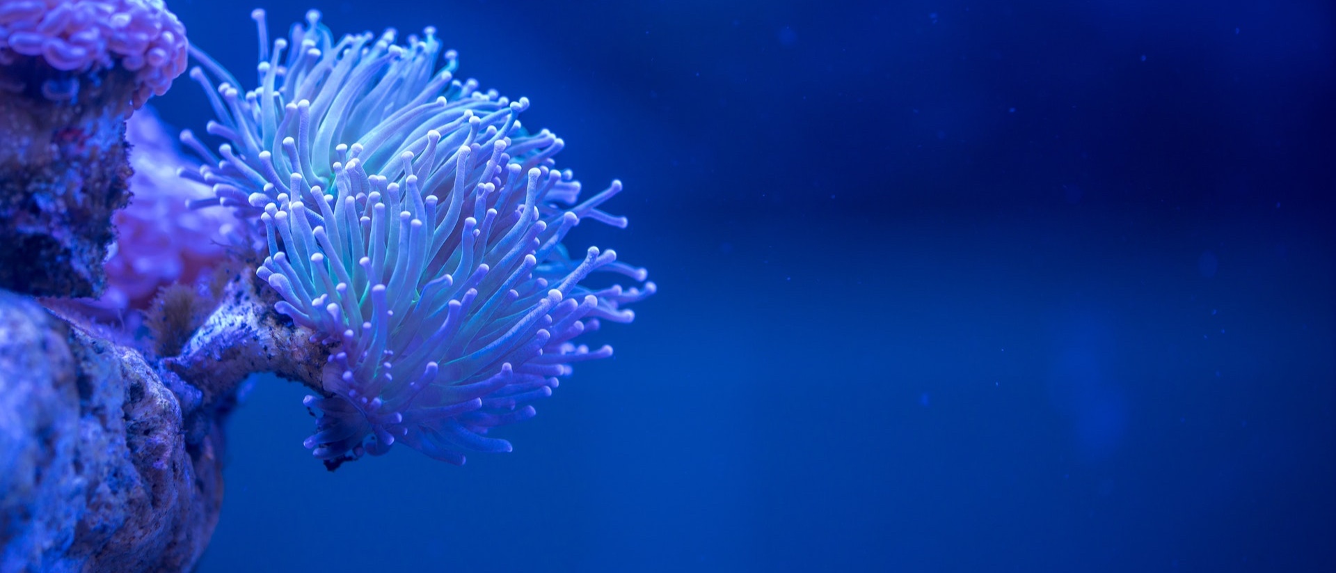 Gros plan sur une anémone d'un aquarium à Oceanopolis Brest