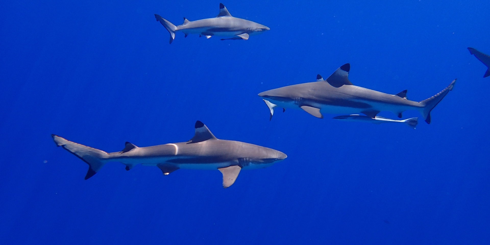 Requins nageant dans l'océan