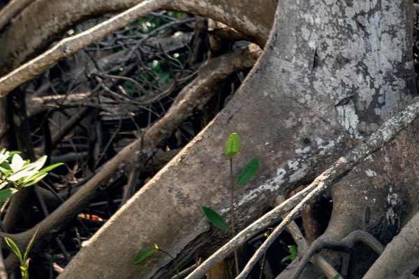 Dossier pédagogique [ECO]systèmes&co : les mangroves