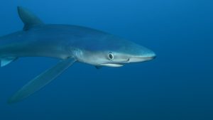 Grand requin en Bretagne - APECS