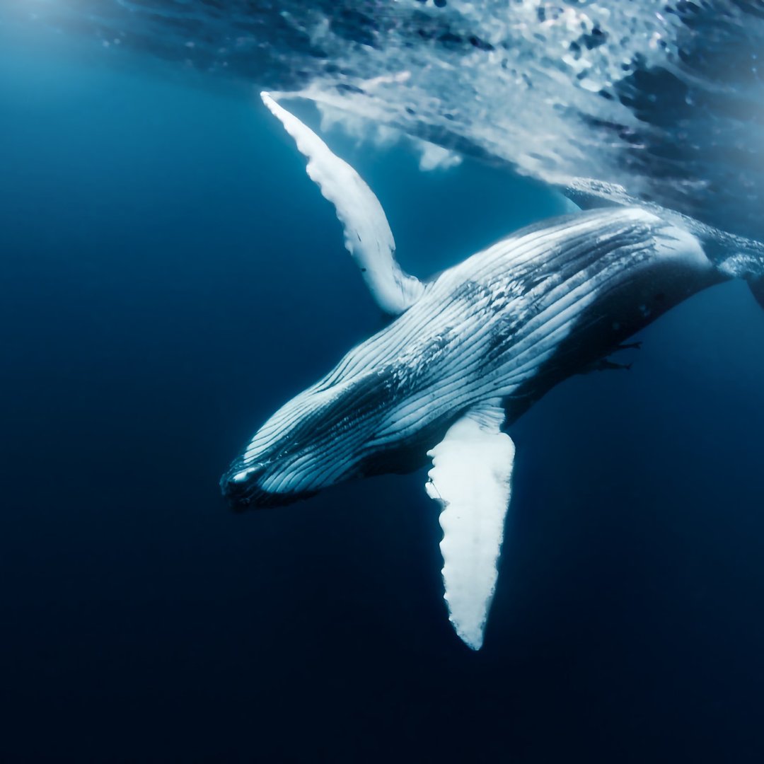 [19 Février] Journée internationale de la baleine