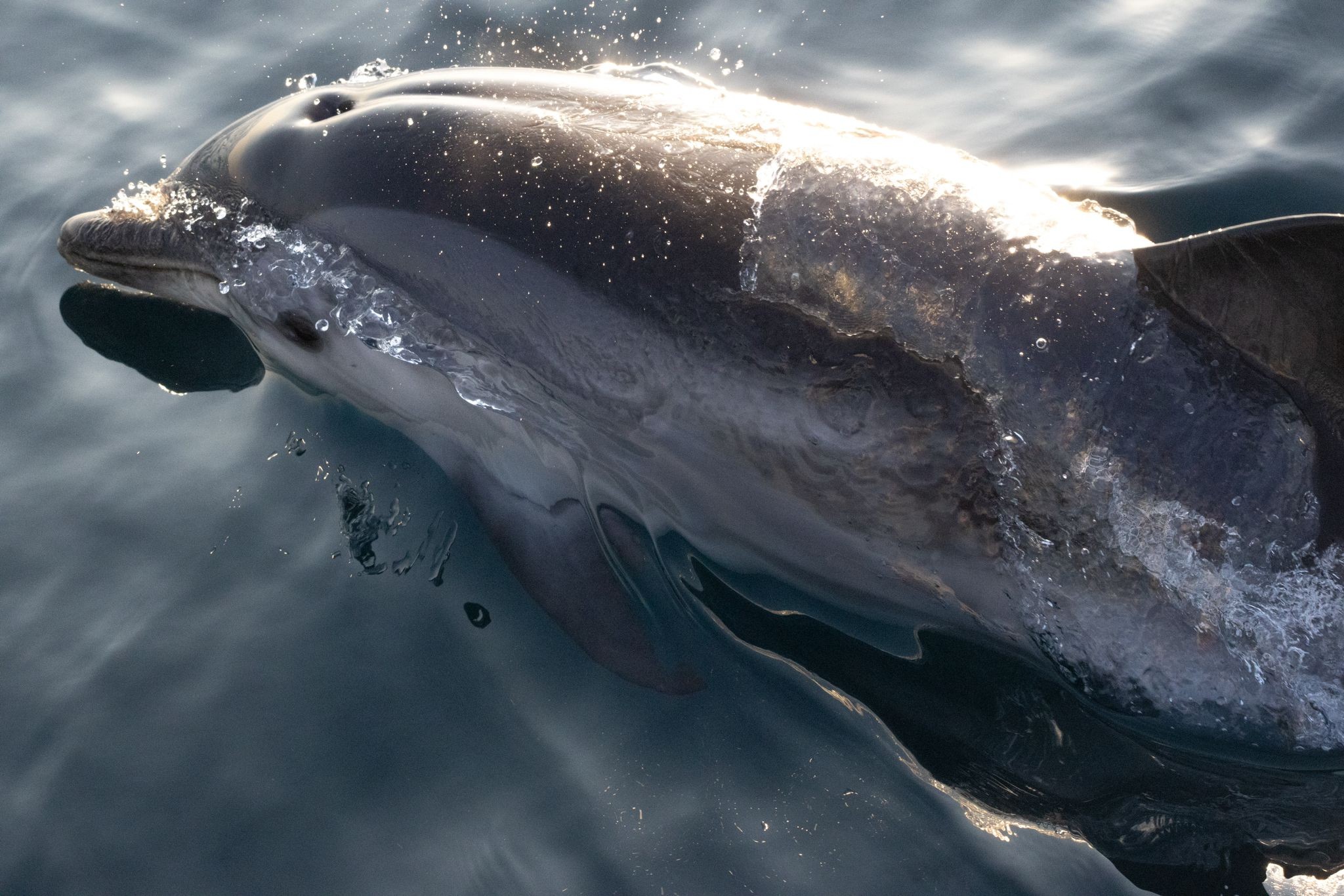 [23 Juillet] Journée mondiale des dauphins